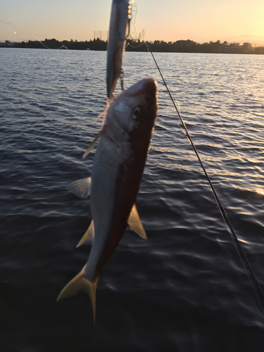 ハスの釣果