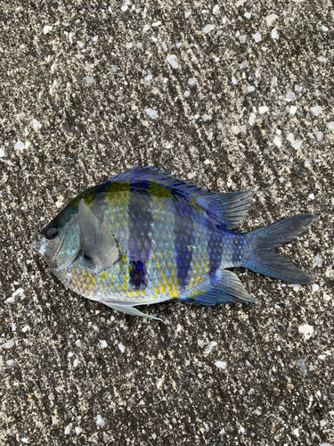 オヤビッチャの釣果