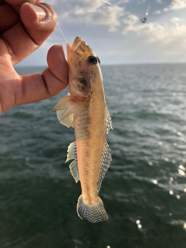 ハゼの釣果