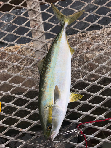 イナダの釣果