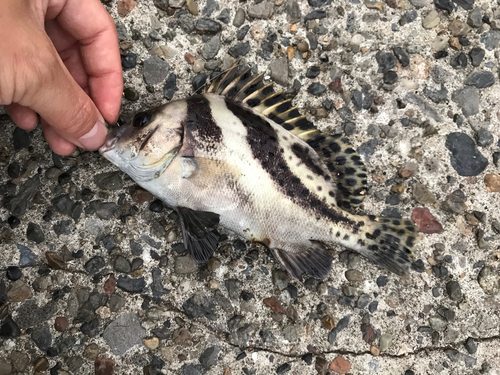 コショウダイの釣果