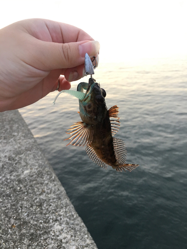 アナハゼの釣果