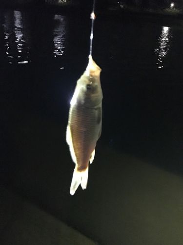 コイの釣果