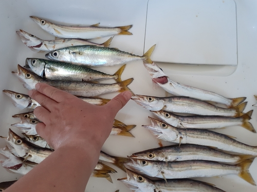 カマスの釣果