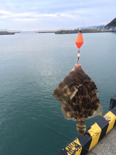 カワハギの釣果