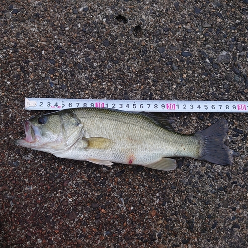 ブラックバスの釣果