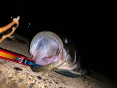 スズキの釣果