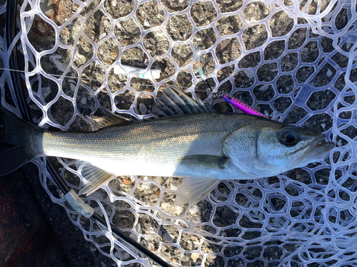 フッコ（マルスズキ）の釣果