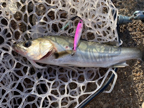 セイゴ（マルスズキ）の釣果