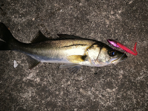 フッコ（マルスズキ）の釣果