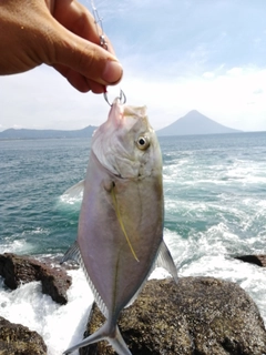 ロウニンアジの釣果