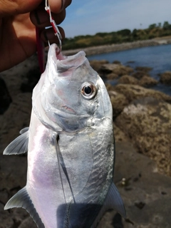 メッキの釣果