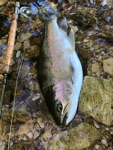 ニジマスの釣果