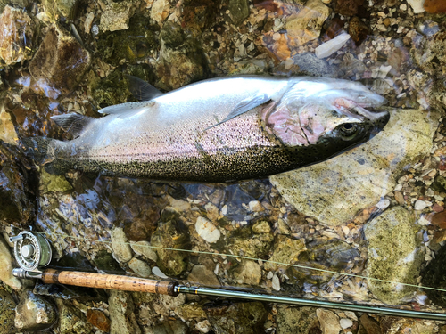 ニジマスの釣果