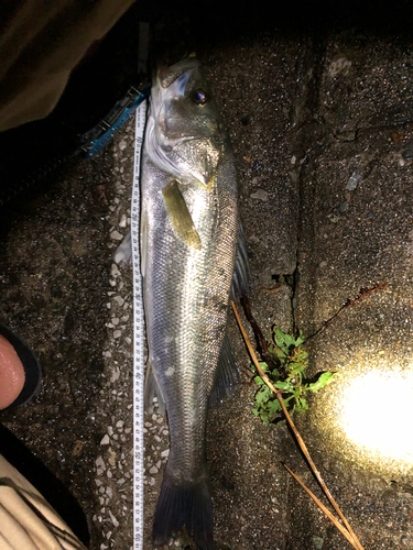 シーバスの釣果