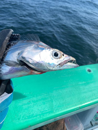 タチウオの釣果