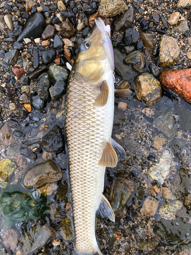 ニゴイの釣果