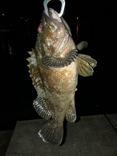 ムラソイの釣果