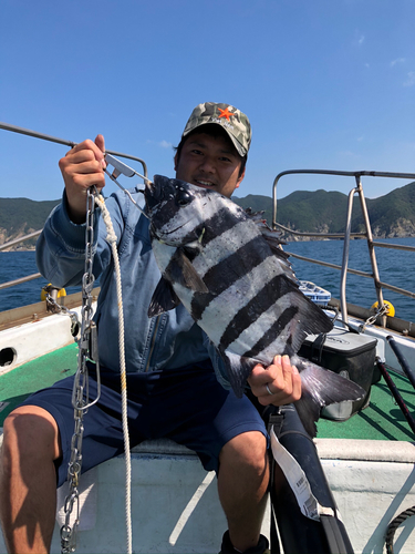 イシダイの釣果