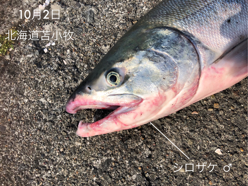 シロザケの釣果