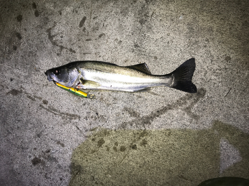 シーバスの釣果