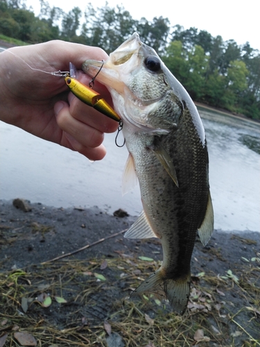 ラージマウスバスの釣果