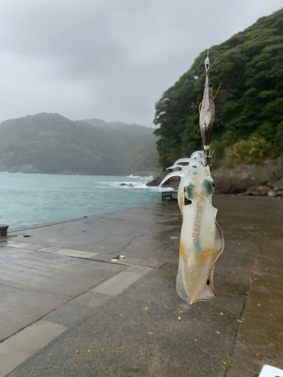 アオリイカ