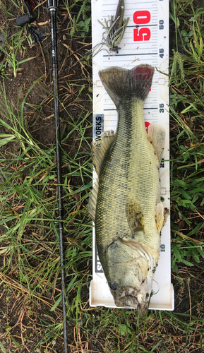 ブラックバスの釣果