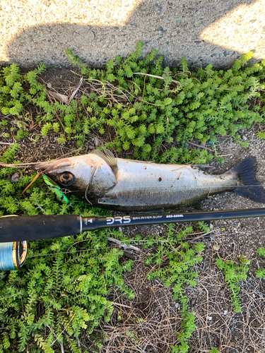 スズキの釣果