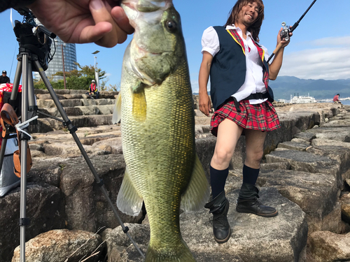 ブラックバスの釣果