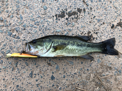 ブラックバスの釣果