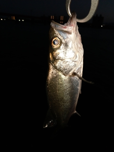 セイゴ（マルスズキ）の釣果