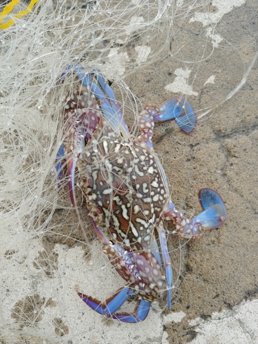 タイワンガザミの釣果