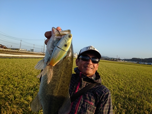 ブラックバスの釣果