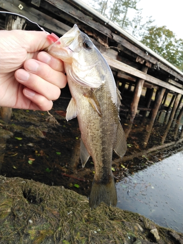 ラージマウスバスの釣果