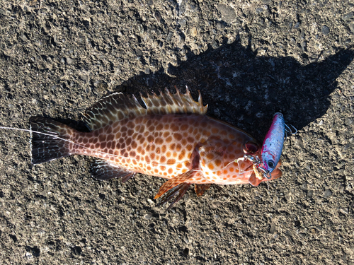 オオモンハタの釣果