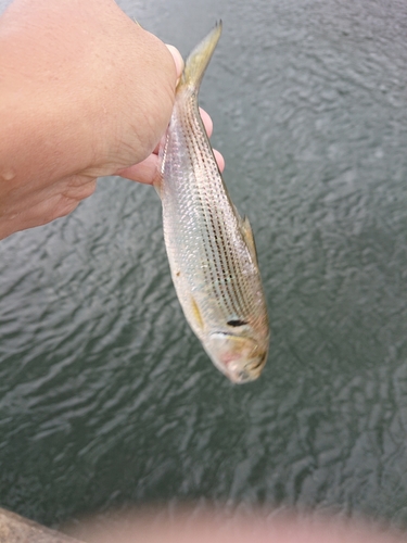 コノシロの釣果