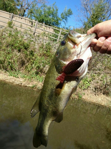 ラージマウスバスの釣果