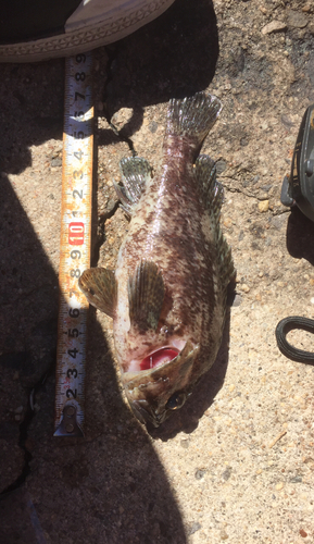 ムラソイの釣果