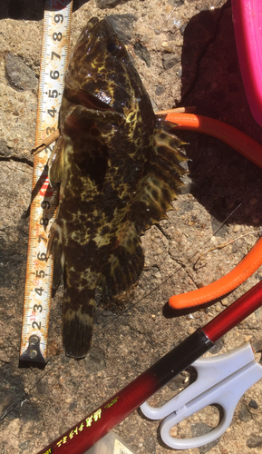 タケノコメバルの釣果