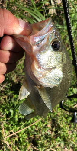 ラージマウスバスの釣果