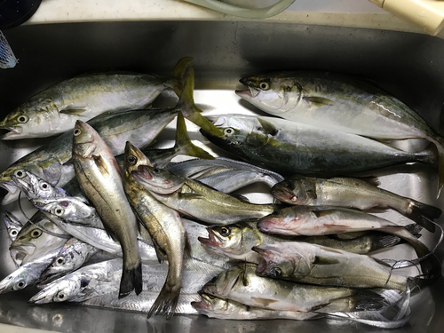 イナダの釣果