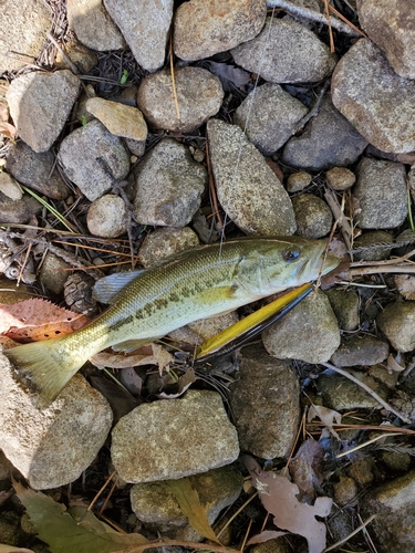 ラージマウスバスの釣果