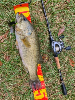 ブラックバスの釣果