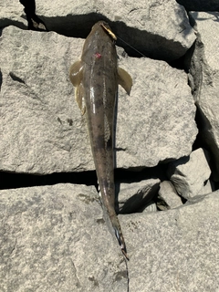 コチの釣果