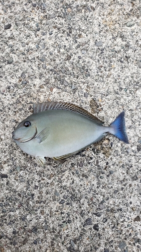 サンノジの釣果