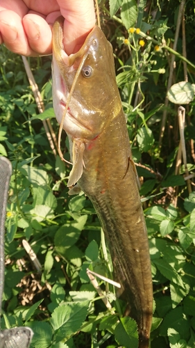 ナマズの釣果