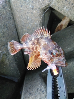 カサゴの釣果