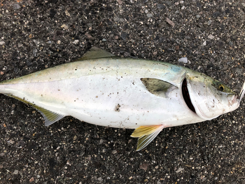 ハマチの釣果