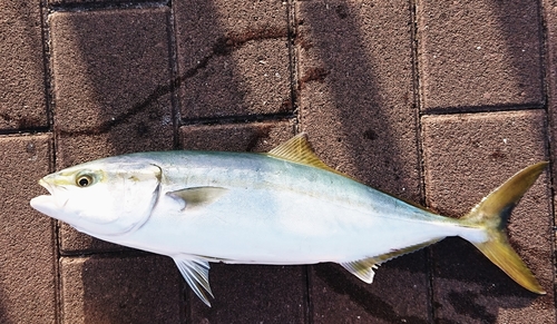 ハマチの釣果